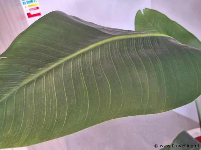Kunstplant - 160 cm (h) - afbeelding 3 van  3