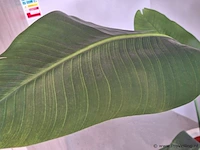 Kunstplant - 160 cm (h) - afbeelding 3 van  3