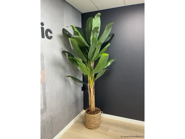 Kunstplant - 230 cm hoog - afbeelding 1 van  2