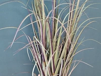 Kunstplant - ca. 110 hoog - afbeelding 2 van  3