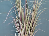 Kunstplant - ca. 110 hoog - afbeelding 2 van  3
