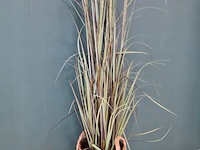 Kunstplant - ca. 180 hoog - afbeelding 1 van  3