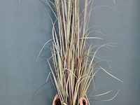 Kunstplant - ca. 180 hoog - afbeelding 2 van  3