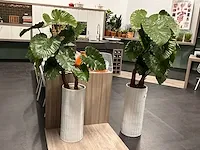 Kunstplant - in pot (2x) - afbeelding 1 van  4