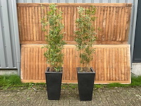 Kunstplant in pot (2x) - afbeelding 1 van  3