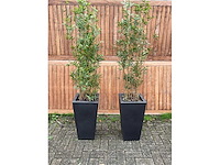 Kunstplant in pot (2x) - afbeelding 2 van  3