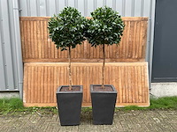 Kunstplant in pot (2x) - afbeelding 1 van  4