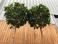 Kunstplant in pot (2x) - afbeelding 4 van  4