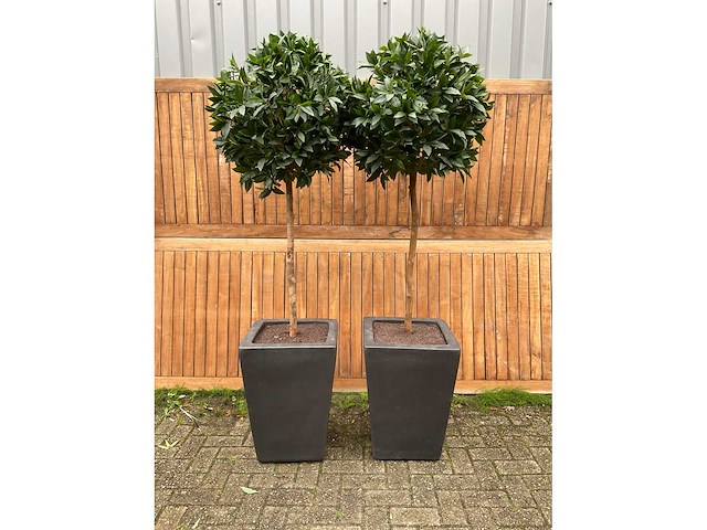 Kunstplant in pot (2x) - afbeelding 2 van  4