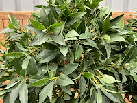 Kunstplant in pot (2x) - afbeelding 3 van  4