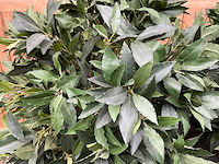 Kunstplant in pot (2x) - afbeelding 3 van  3