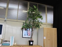 Kunstplant in pot hoogte 160 cm. - afbeelding 1 van  2