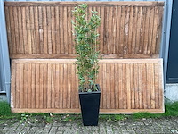 Kunstplant in pot - afbeelding 1 van  3