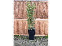 Kunstplant in pot - afbeelding 2 van  3