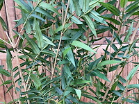 Kunstplant in pot - afbeelding 3 van  3