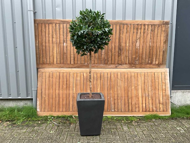 Kunstplant in pot - afbeelding 1 van  3