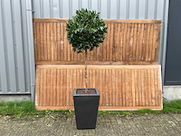 Kunstplant in pot - afbeelding 1 van  3