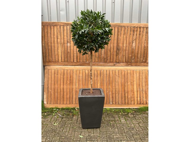 Kunstplant in pot - afbeelding 2 van  3