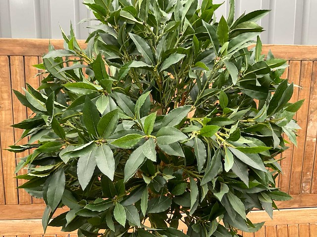 Kunstplant in pot - afbeelding 3 van  3