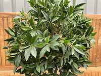 Kunstplant in pot - afbeelding 3 van  3