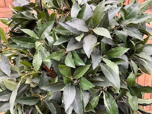 Kunstplant in pot - afbeelding 3 van  3