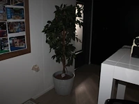 Kunstplant met hoogte 170 cm in keramieken pot. doorsnede pot 44 cm. - afbeelding 1 van  2