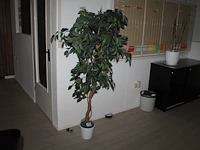 Kunstplant met hoogte 170 cm in kunststof pot. doorsnede pot 20 cm. - afbeelding 1 van  2