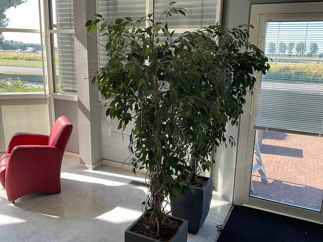 Kunstplant met pot - afbeelding 2 van  3