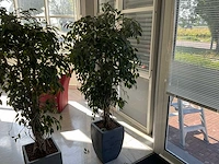 Kunstplant met pot