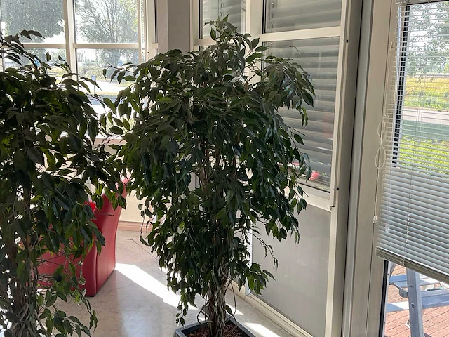 Kunstplant met pot - afbeelding 2 van  3