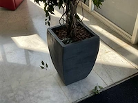 Kunstplant met pot - afbeelding 3 van  3
