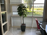 Kunstplant met pot - afbeelding 1 van  3