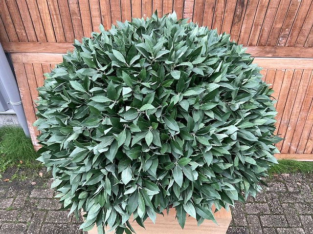 Kunstplant op zuil - afbeelding 3 van  3