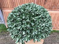 Kunstplant op zuil - afbeelding 3 van  3