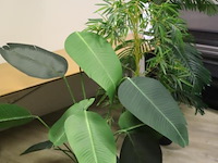 Kunstplanten - 3 stuks - afbeelding 1 van  4