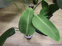 Kunstplanten - 3 stuks - afbeelding 2 van  4