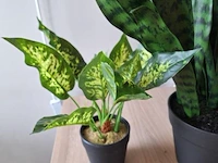 Kunstplanten, diverse soorten - afbeelding 2 van  4