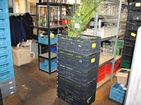 Kunstplanten in diverse maten en uitvoeringen in vijf kunststof kratten. - afbeelding 1 van  4