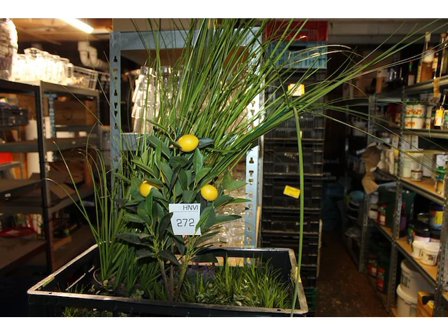 Kunstplanten in diverse maten en uitvoeringen in vijf kunststof kratten. - afbeelding 2 van  4