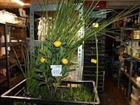 Kunstplanten in diverse maten en uitvoeringen in vijf kunststof kratten. - afbeelding 2 van  4