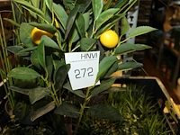 Kunstplanten in diverse maten en uitvoeringen in vijf kunststof kratten. - afbeelding 3 van  4