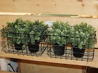 Kunstplantjes in twee manden. - afbeelding 1 van  2