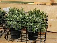 Kunstplantjes in twee manden. - afbeelding 2 van  2