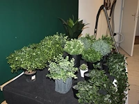 Kunstplantjes op tafel. - afbeelding 2 van  2