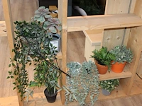 Kunstplantjes op vier schappen. - afbeelding 1 van  2