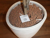 Kunststof plant in pot met hoogte 150 cm. - afbeelding 3 van  3