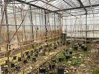 Kweekpeer (5x) - afbeelding 1 van  8