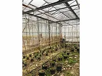 Kweekpeer (5x) - afbeelding 2 van  8