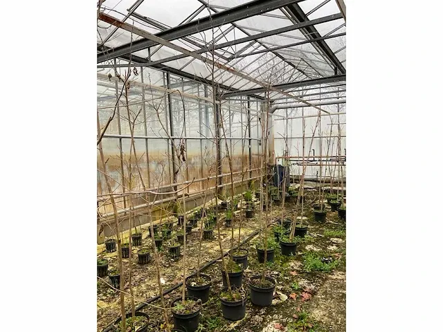 Kweekpeer (5x) - afbeelding 3 van  8