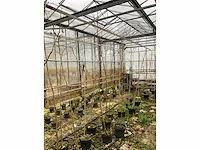 Kweekpeer (5x) - afbeelding 4 van  8